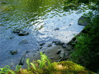 Reflections, Pike River, WI